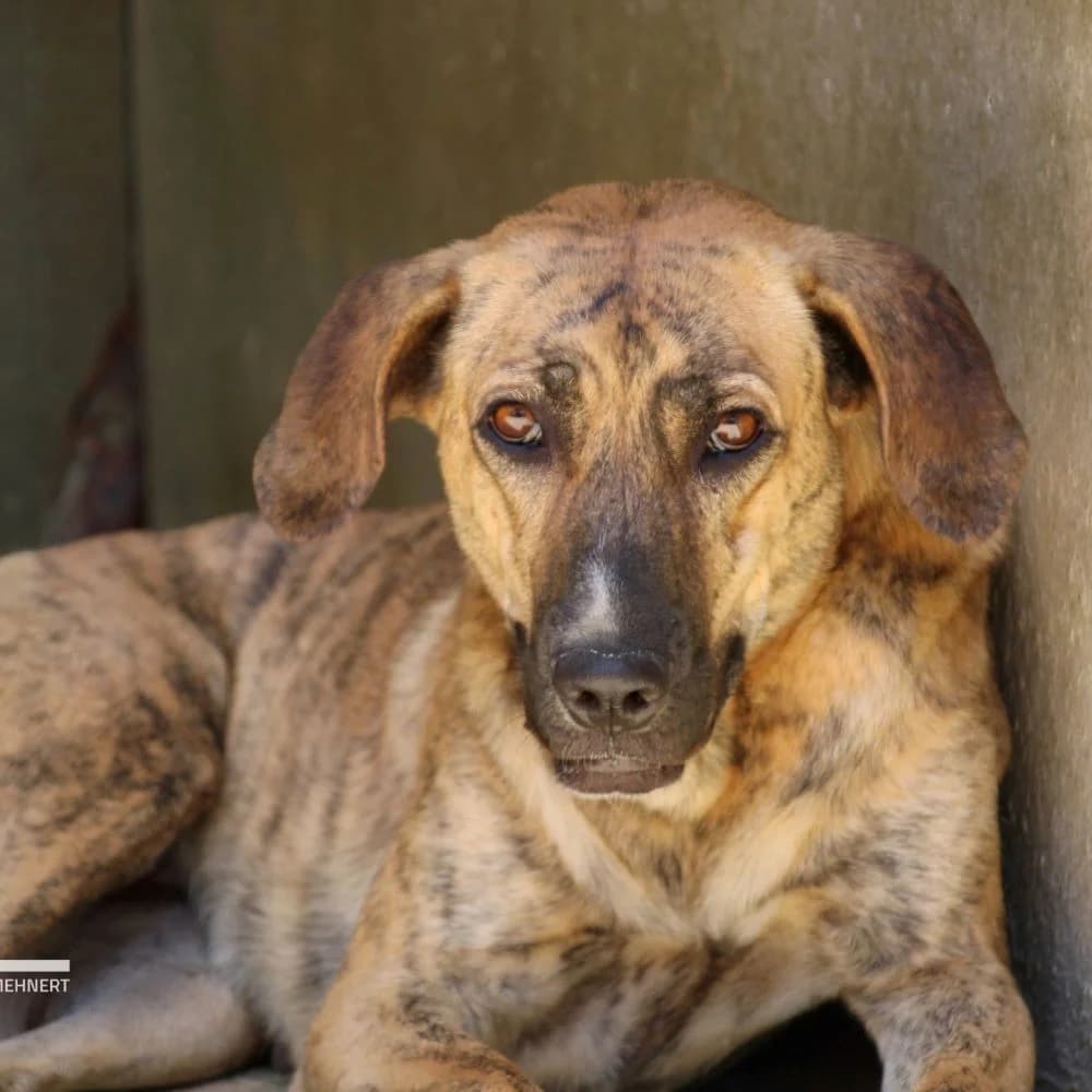 DOLORES, 7yo Mixed Breed for adoption at Fundación Benjamin Mehnert, Fundacion Benjamin Mehnert