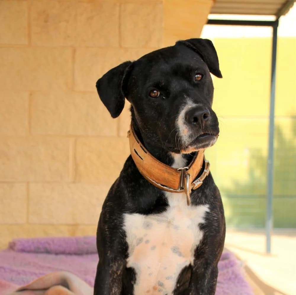 FERNANDA, Mixed Breed for adoption at Fundación Benjamin Mehnert, Fundacion Benjamin Mehnert