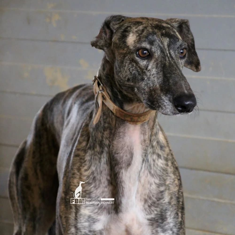 FLANKI, senior Greyhound for adoption at Fundación Benjamin Mehnert, Fundacion Benjamin Mehnert