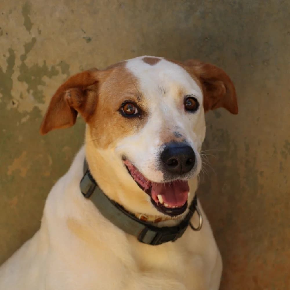 JORG, Mixed Breed for adoption at Fundación Benjamin Mehnert, Fundacion Benjamin Mehnert