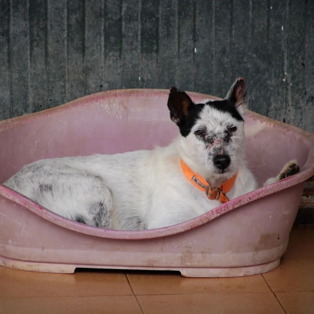 LILO, senior Mixed Breed for adoption at Fundación Benjamin Mehnert, Fundacion Benjamin Mehnert