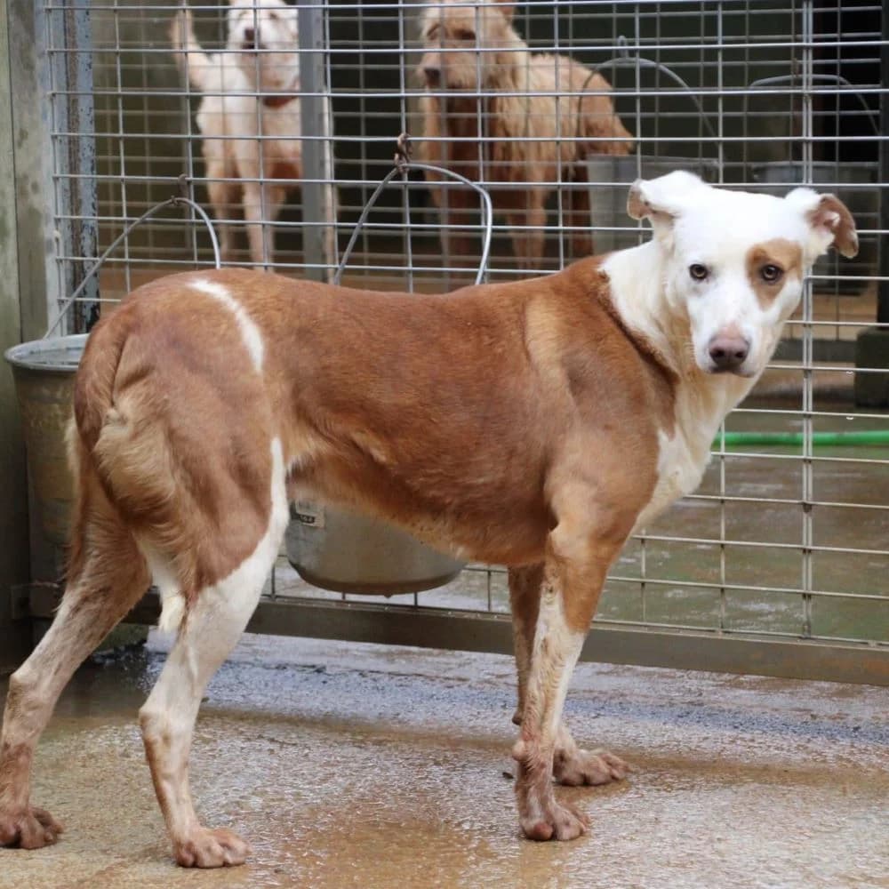 PETER, Mixed Breed for adoption at Fundación Benjamin Mehnert, Fundacion Benjamin Mehnert