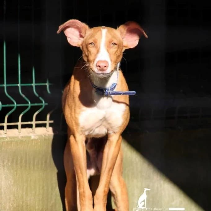 PITU, Mixed Breed for adoption at Fundación Benjamin Mehnert, Fundacion Benjamin Mehnert