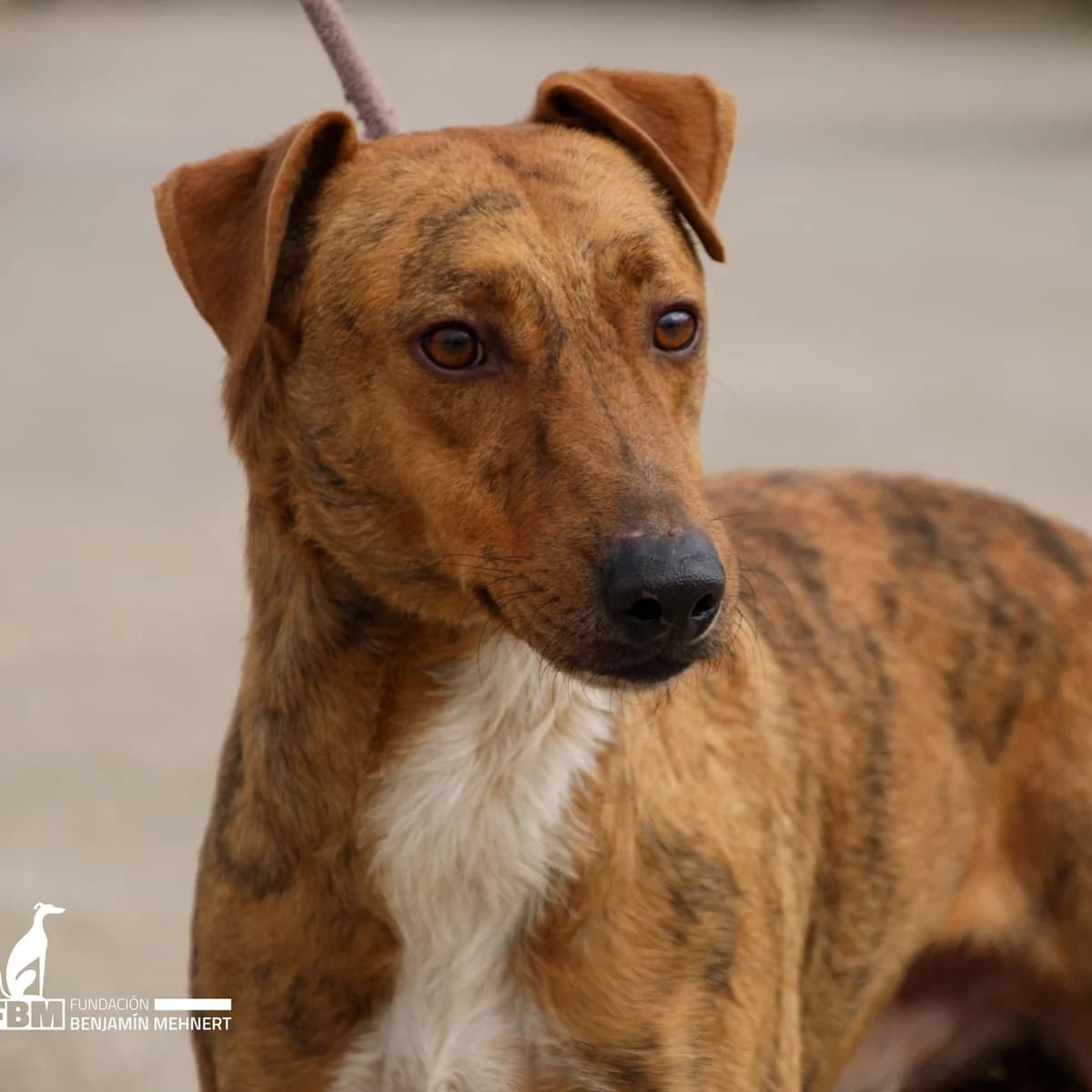 RIGODON, Mixed Breed for adoption at Fundación Benjamin Mehnert, Fundacion Benjamin Mehnert