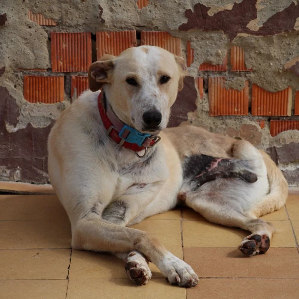 ROBINE, Mixed Breed for adoption at Fundación Benjamin Mehnert, Fundacion Benjamin Mehnert