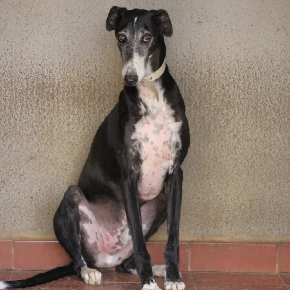 ROSENDO, senior Mixed Breed for adoption at Fundación Benjamin Mehnert, Fundacion Benjamin Mehnert