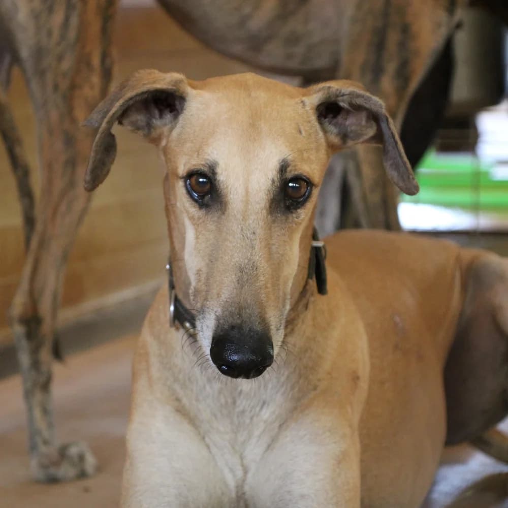 SPOK, Mixed Breed for adoption at Fundación Benjamin Mehnert, Fundacion Benjamin Mehnert