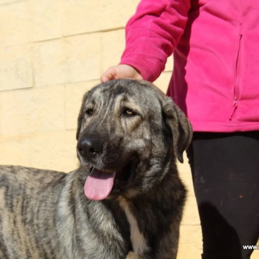 THOR, 7yo Mixed Breed for adoption at Fundación Benjamin Mehnert, Fundacion Benjamin Mehnert