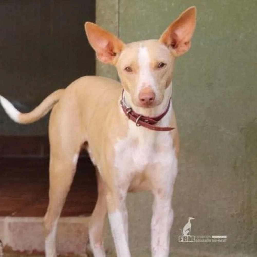 TONY, Mixed Breed for adoption at Fundación Benjamin Mehnert, Fundacion Benjamin Mehnert