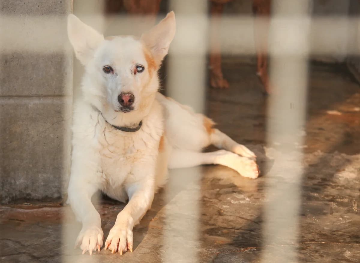Norma, female senior Mixed Breed for adoption at Fundación Jadoul Més que Gossos, Valencia