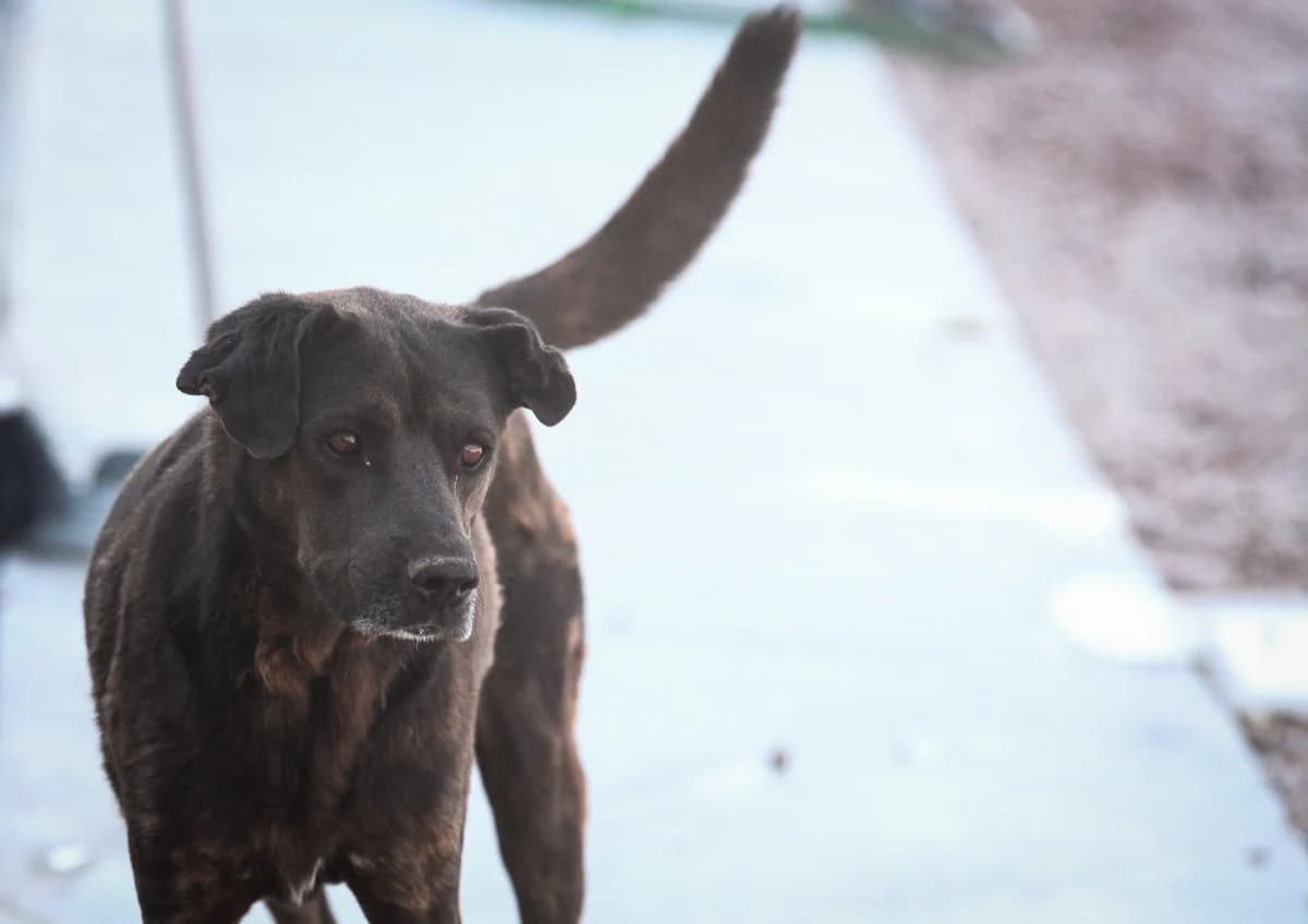 Inca-Chica, female senior Mixed Breed for adoption at Fundación Jadoul Més que Gossos, Valencia