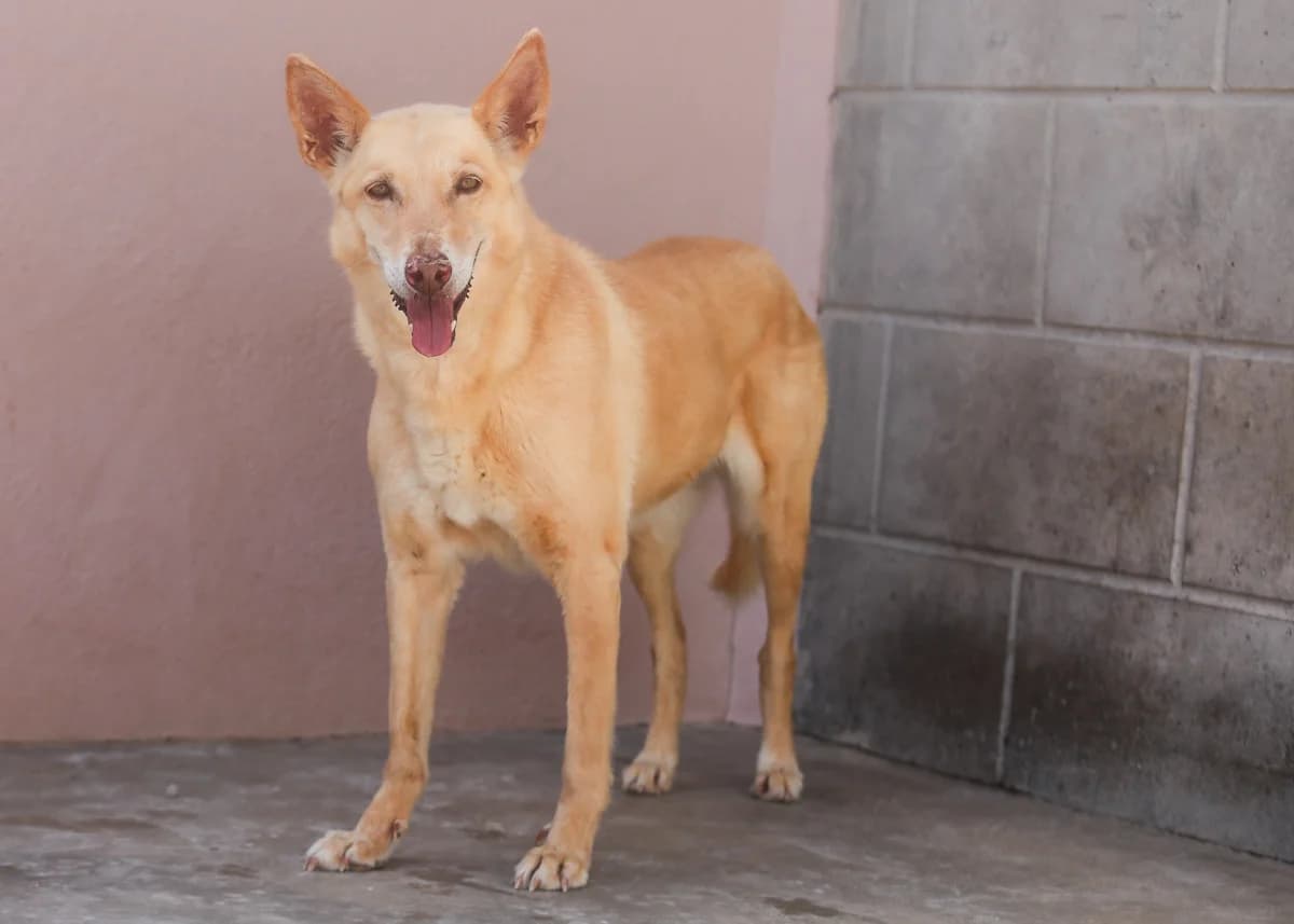 Abba-Wilma, female senior Podenco for adoption at Fundación Jadoul Més que Gossos, Valencia