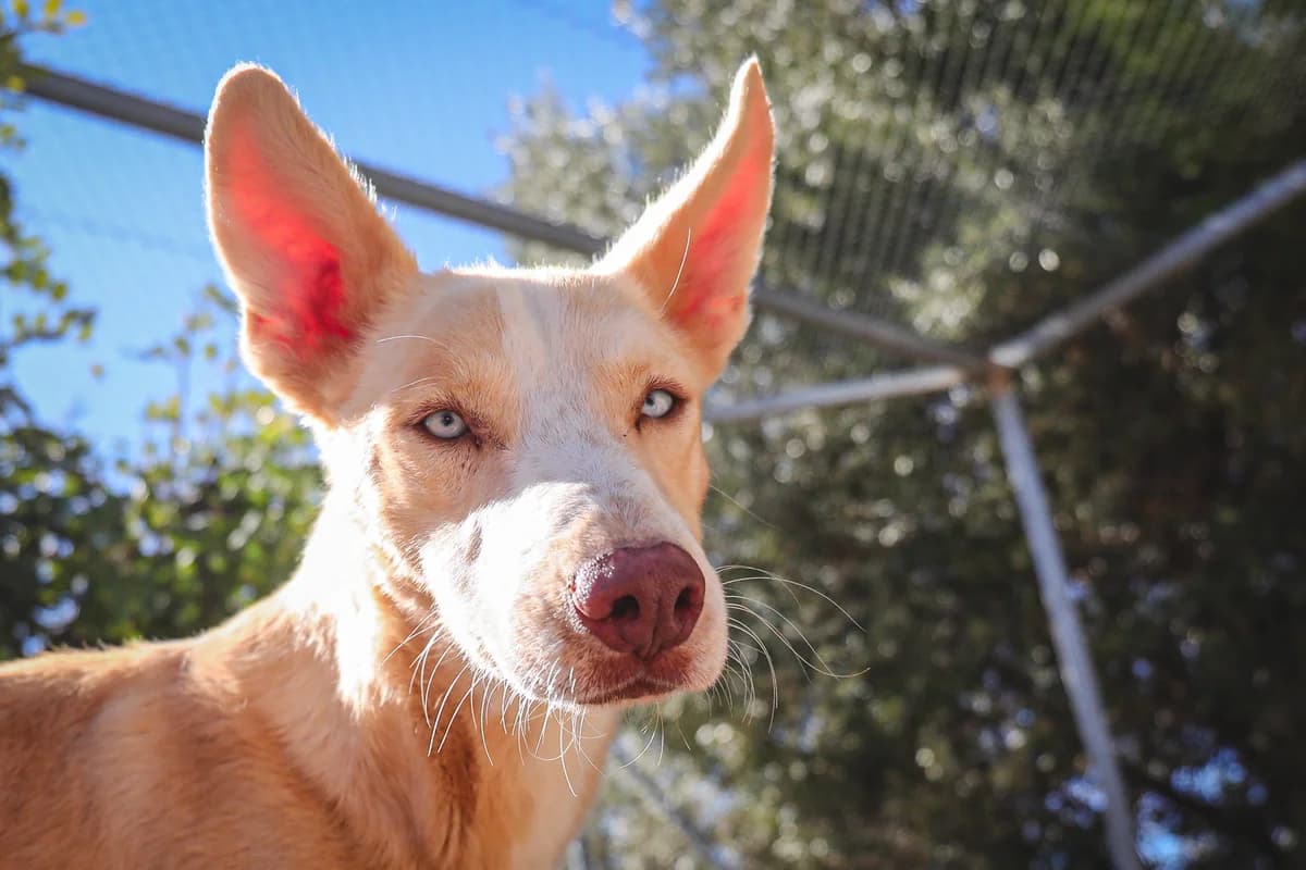 Itsy, male 6yo Mixed Breed for adoption at Fundación Jadoul Més que Gossos, Valencia