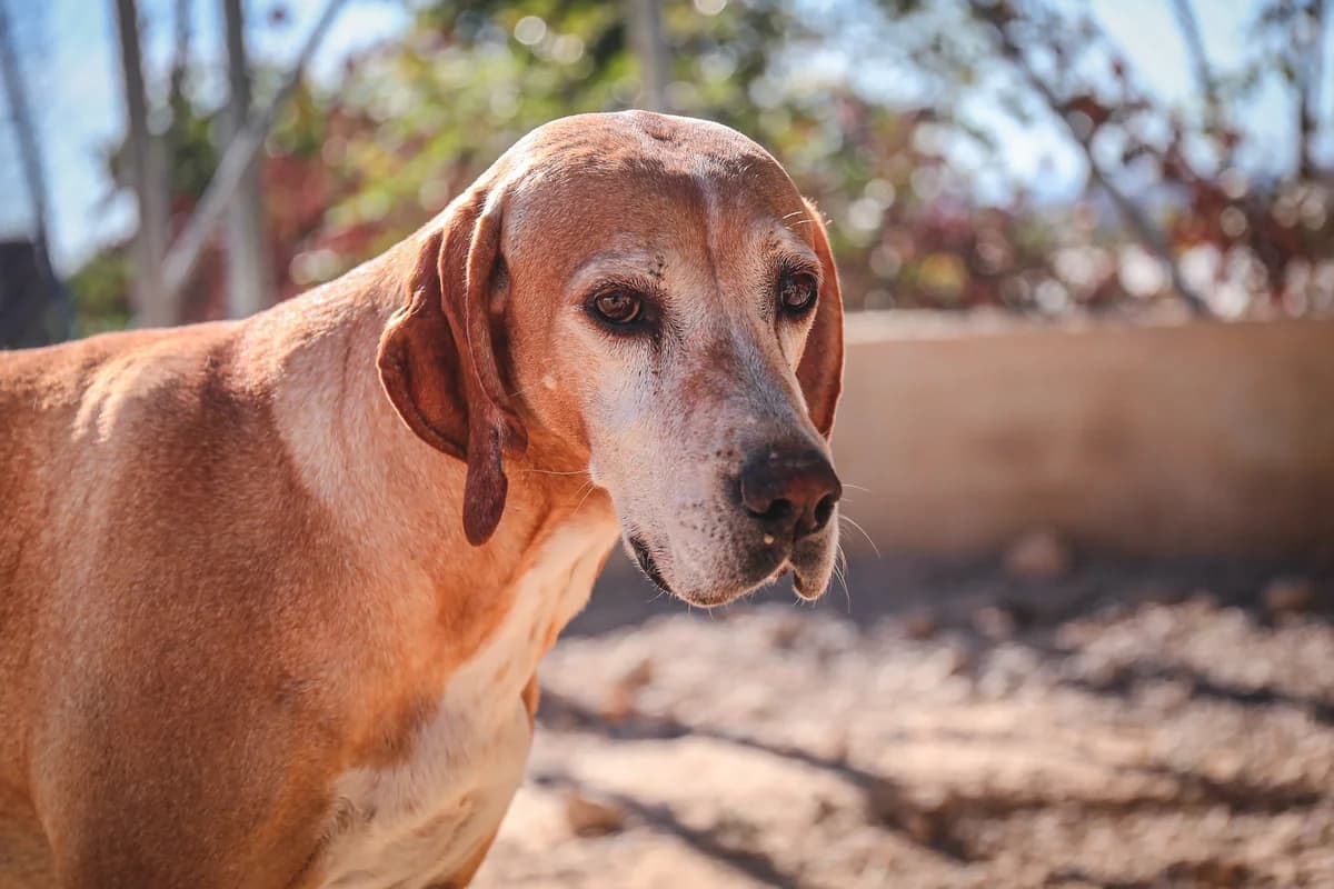 Sabu, female senior Mixed Breed for adoption at Fundación Jadoul Més que Gossos, Valencia