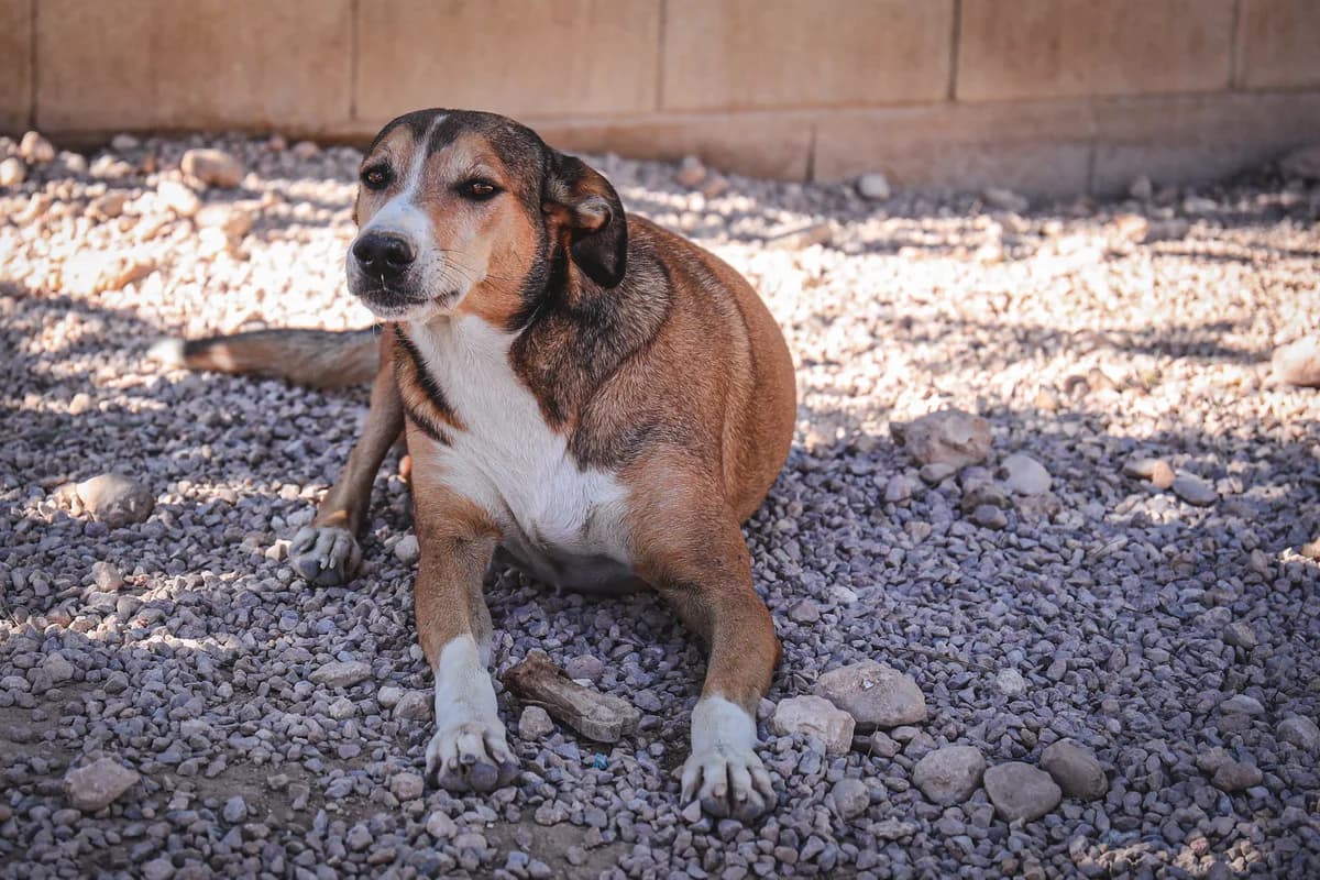 Teddy, male senior Mixed Breed for adoption at Fundación Jadoul Més que Gossos, Valencia