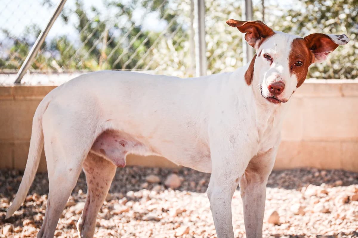 Tavi, male senior Mixed Breed for adoption at Fundación Jadoul Més que Gossos, Valencia