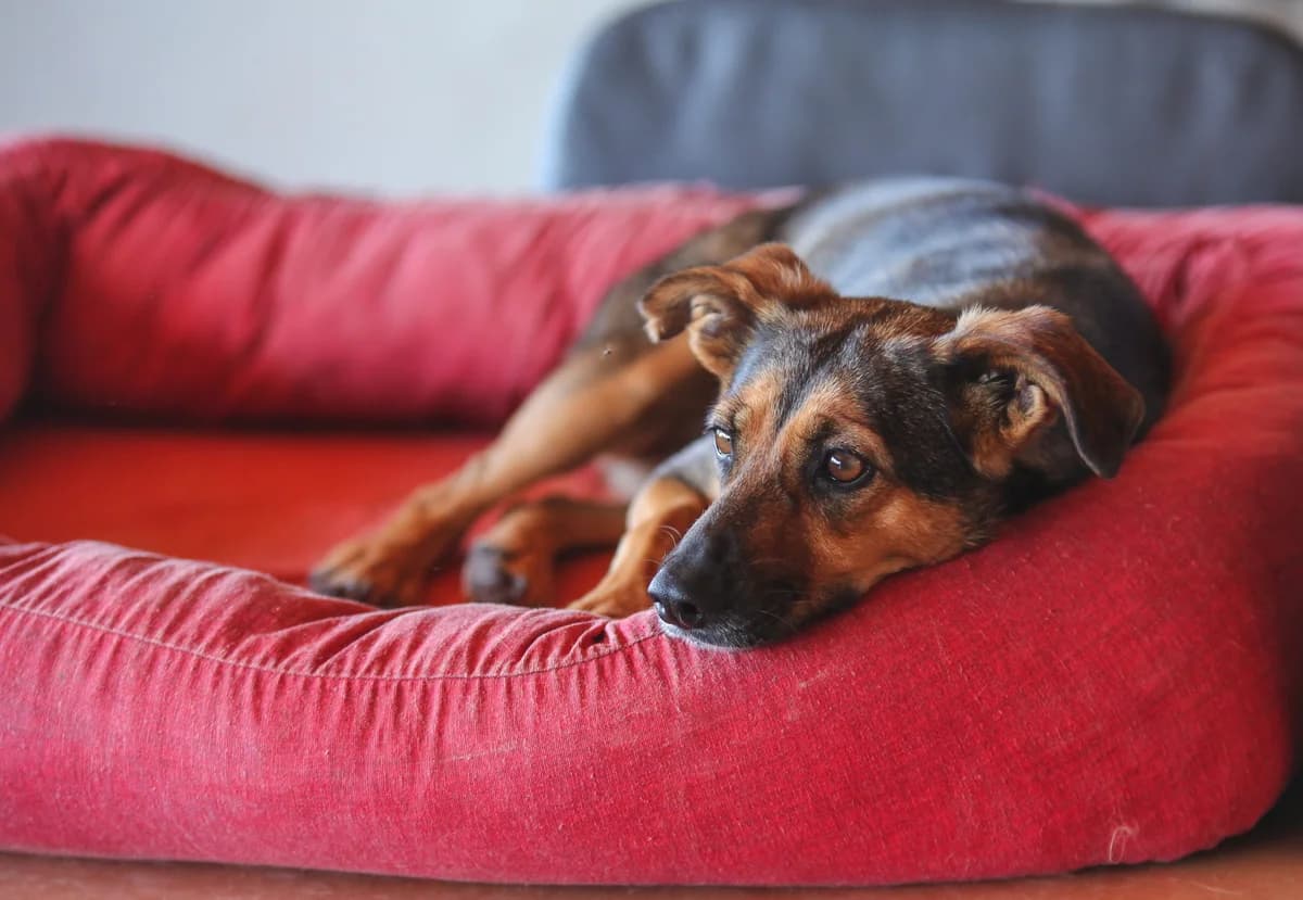 Turkesa, female senior Mixed Breed for adoption at Fundación Jadoul Més que Gossos, Valencia