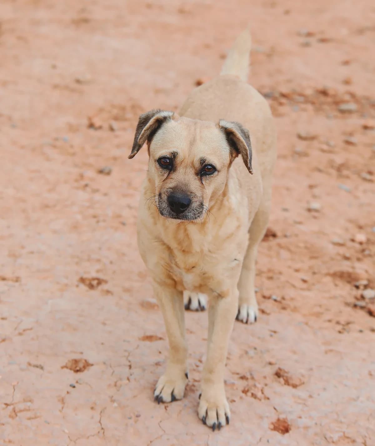 Cari, female senior Mixed Breed for adoption at Fundación Jadoul Més que Gossos, Valencia