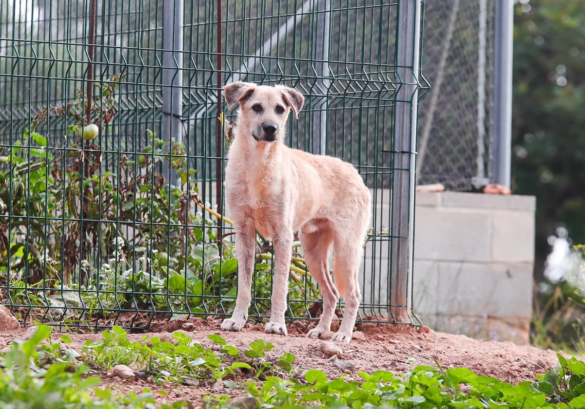 Niebla, male senior Mixed Breed for adoption at Fundación Jadoul Més que Gossos, Valencia