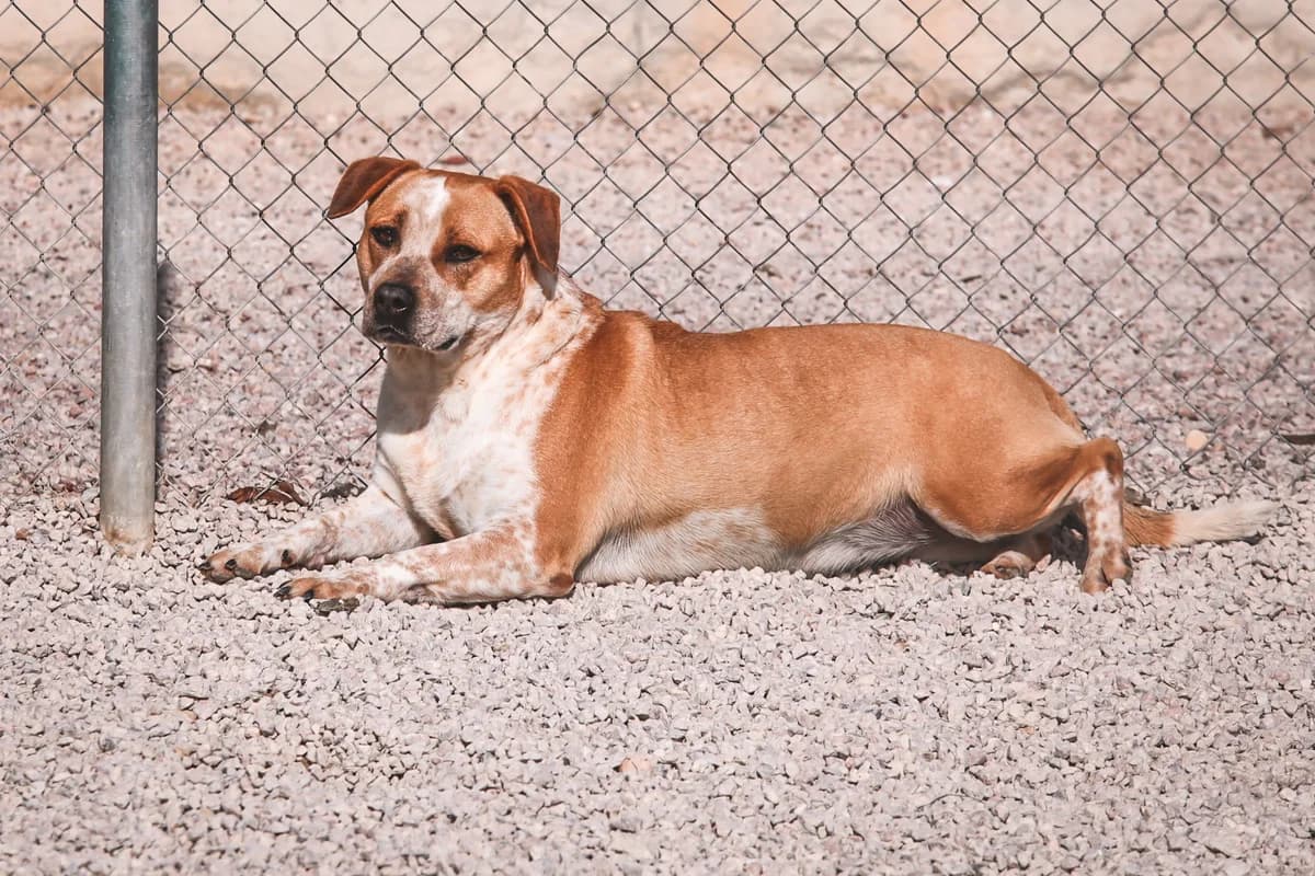 Laika, female senior Mixed Breed for adoption at Fundación Jadoul Més que Gossos, Valencia