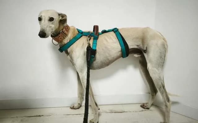 Copito, Blanco male young Galgo Español for adoption at Galgo Leku
