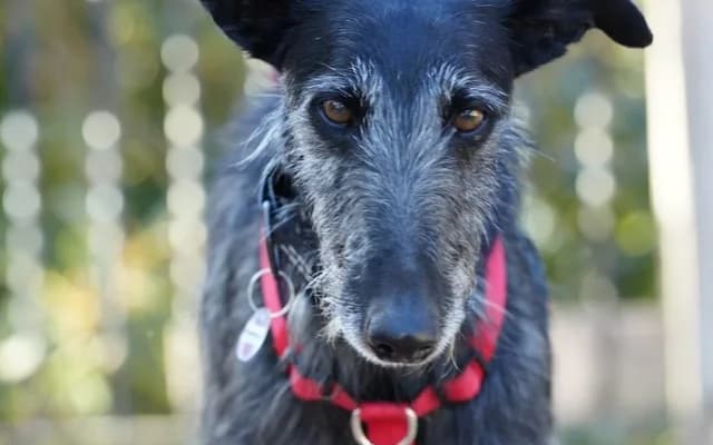 Faruk, Galgo Español for adoption at Galgo Leku
