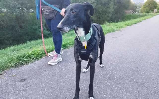 Gunnar, negro male 5yo Galgo Español for adoption at Galgo Leku