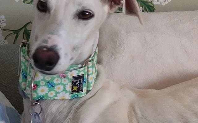 Kaori, arena female 4yo Galgo Español for adoption at Galgo Leku