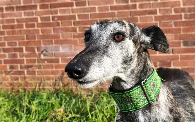 Luna, Atigrada female 4yo Galgo Español for adoption at Galgo Leku