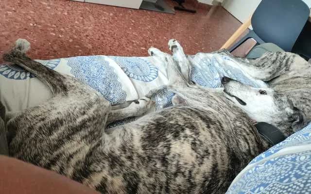 Poza, Barcina bris female 7yo Galgo Español for adoption at Galgo Leku