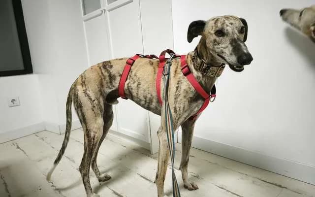 Ronko, Atigrado male young Galgo Español for adoption at Galgo Leku