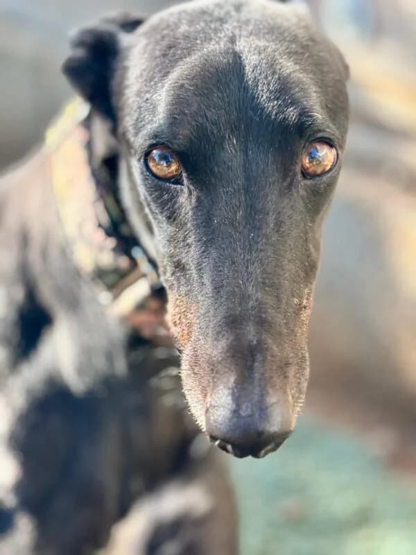 GAVILAN, male Galgo Español for adoption at Galgos en Familia
