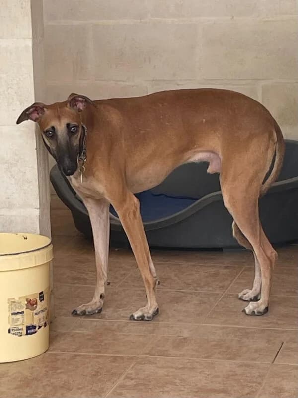 LUC, male Galgo Español for adoption at Galgos en Familia