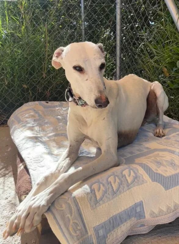 ABRIL, Galgo Español for adoption at Galgos en Familia