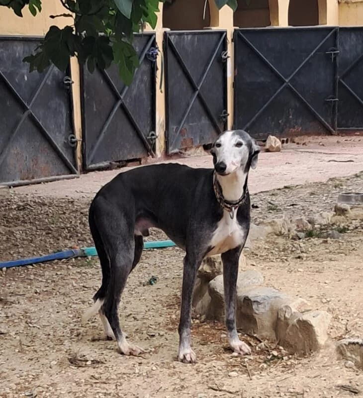 VINI, male Galgo Español for adoption at Galgos en Familia