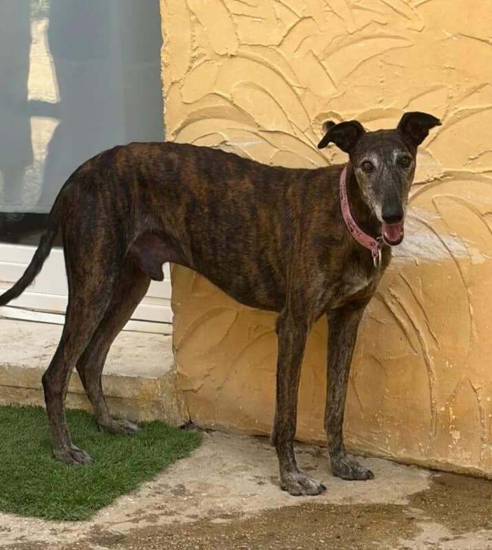 CILANTRO, male Galgo Español for adoption at Galgos en Familia