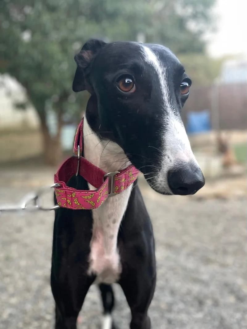 GALA, Galgo Español for adoption at Galgos en Familia