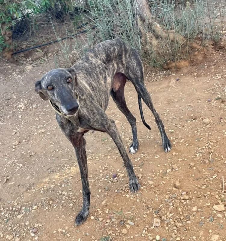 AURELIO, male Galgo Español for adoption at Galgos en Familia