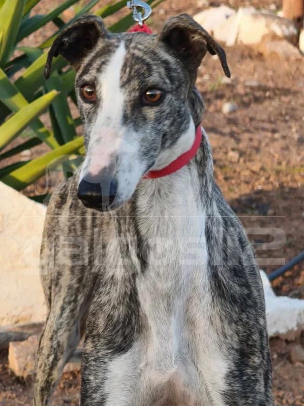 SIRA, female 6yo Mixed Breed for adoption at Galgos 112