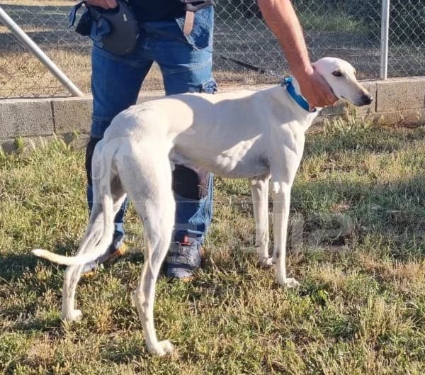 NESSIE, male Mixed Breed for adoption at Galgos 112