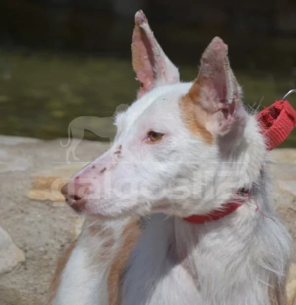 GUILLE IV, male Mixed Breed for adoption at Galgos 112
