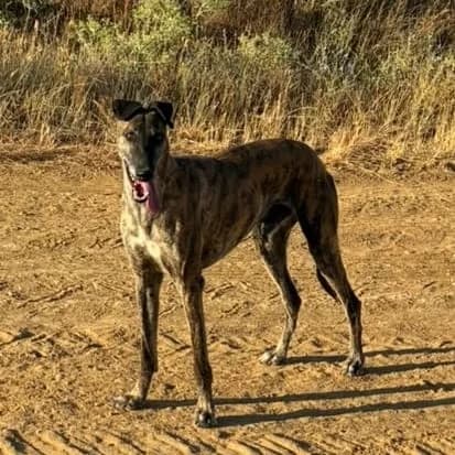 Chuso, 5yo Mixed Breed for adoption at Galgos de León, León