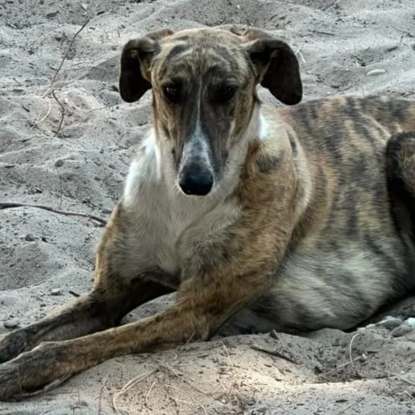 RÍO, young Mixed Breed for adoption at Galgos de León, León