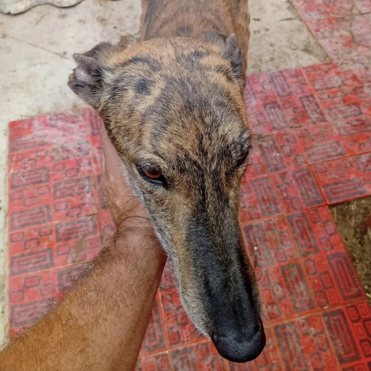 REY, 4yo Mixed Breed for adoption at Galgos de León, León
