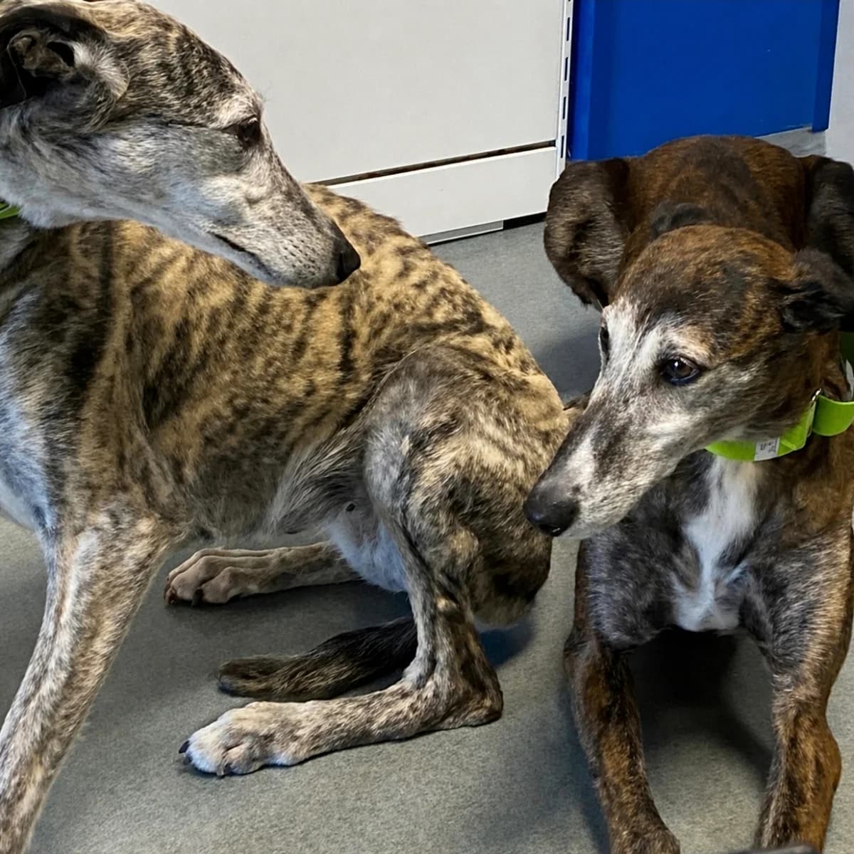 ANN y BRUMA, senior Mixed Breed for adoption at Galgos de León, León