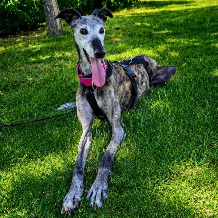 Layla, senior Mixed Breed for adoption at Galgos de León, León