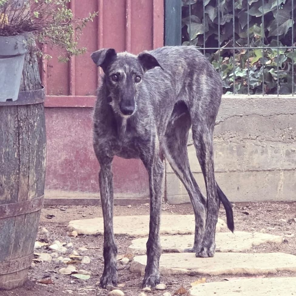 DANI, 6yo Mixed Breed for adoption at Galgos de León, León