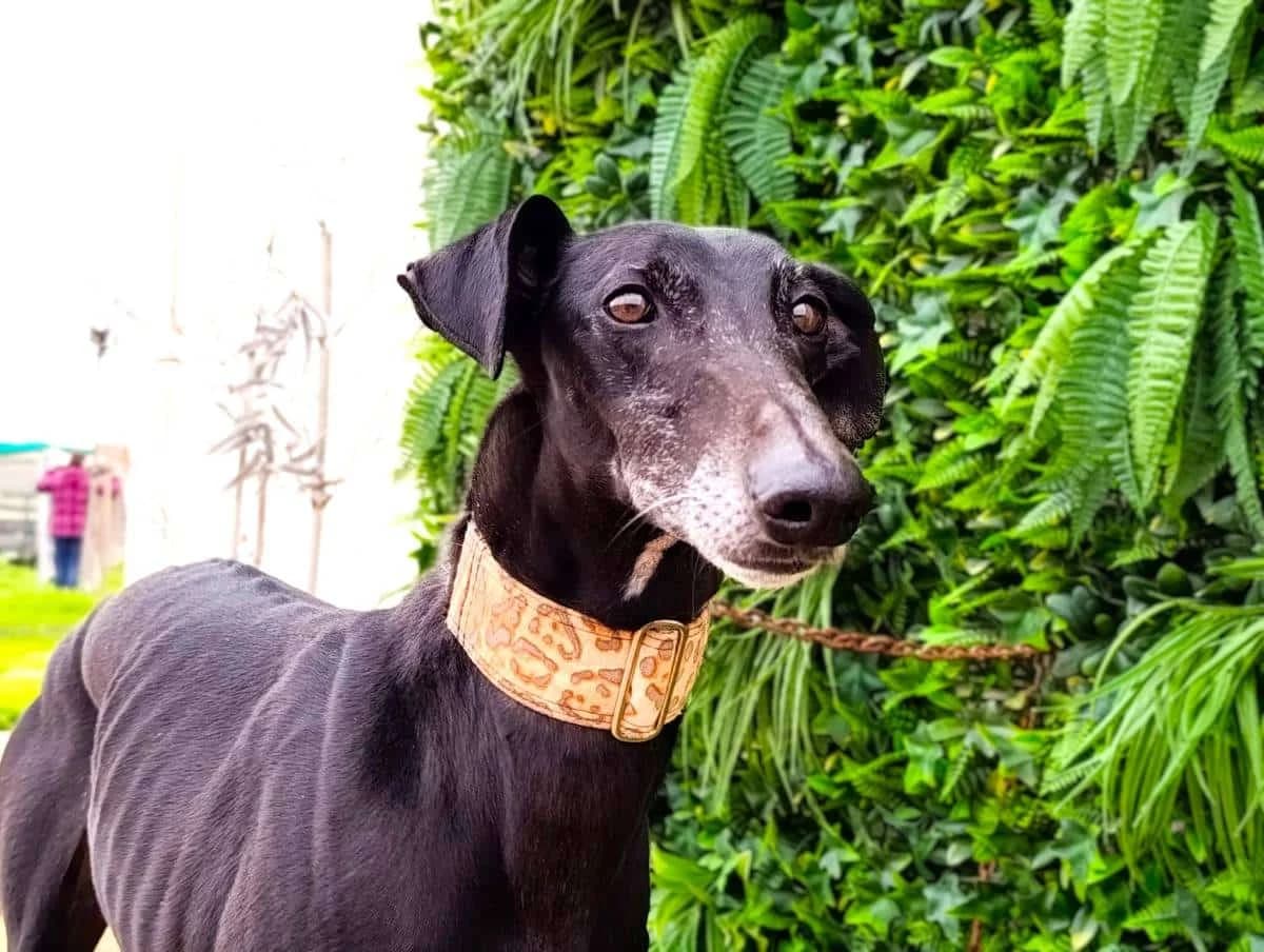 DINUS, male Galgo Español for adoption at Galgos del Sur
