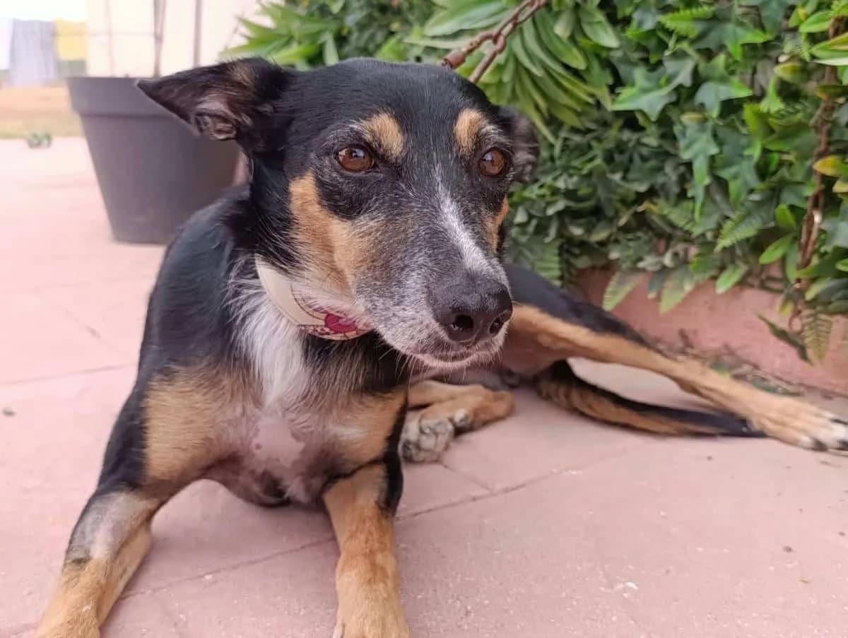 NILA, female Galgo Español for adoption at Galgos del Sur
