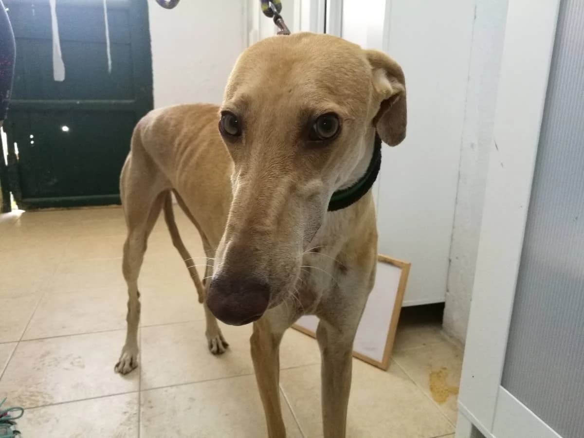 EURICE, female Galgo Español for adoption at Galgos del Sur